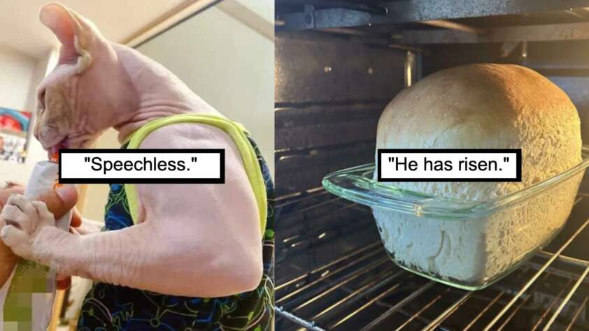 On the left, a hairless cat is being held and seems to be looking at the camera. The text "Speechless." is overlaid on the image. On the right, a freshly baked loaf of bread is in the oven, with the text "He has risen." overlaid on the image.