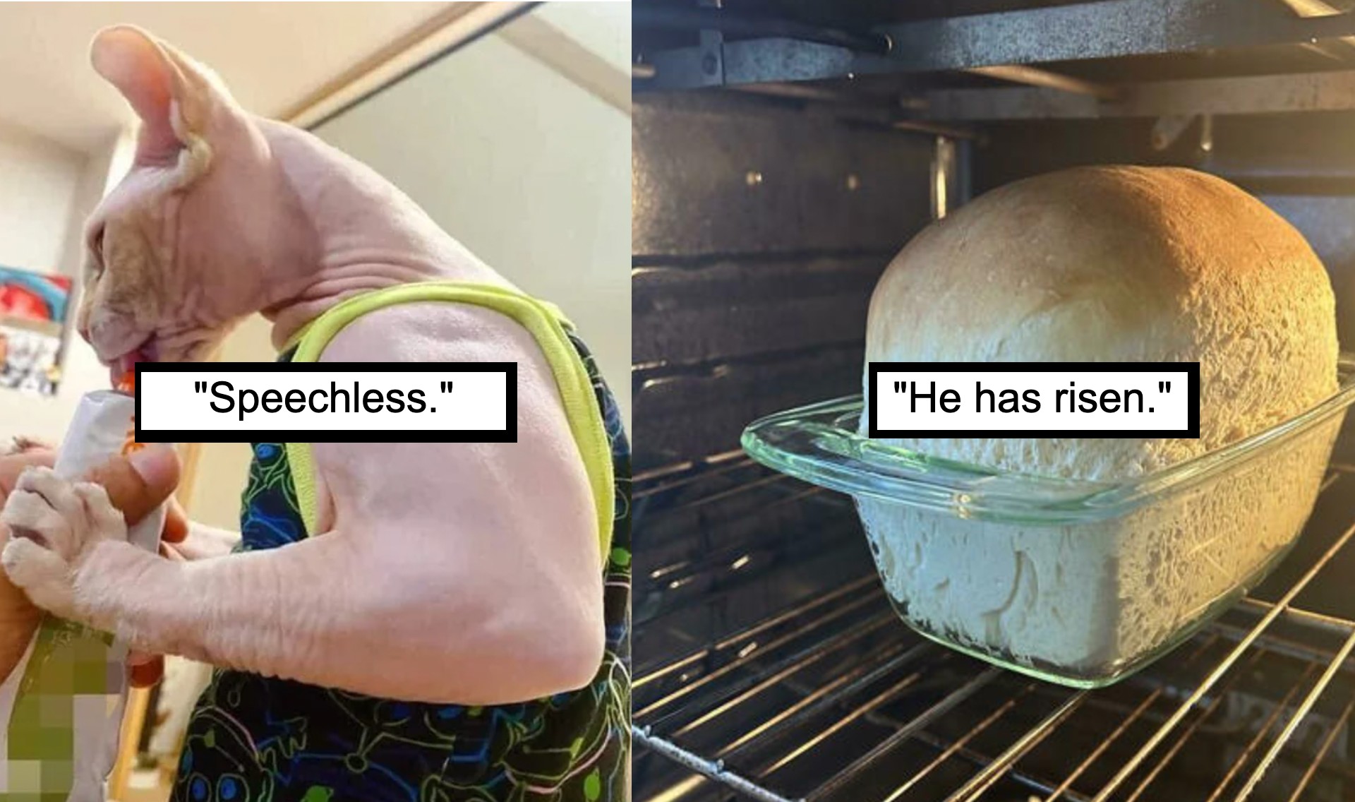 On the left, a hairless cat is being held and seems to be looking at the camera. The text "Speechless." is overlaid on the image. On the right, a freshly baked loaf of bread is in the oven, with the text "He has risen." overlaid on the image.