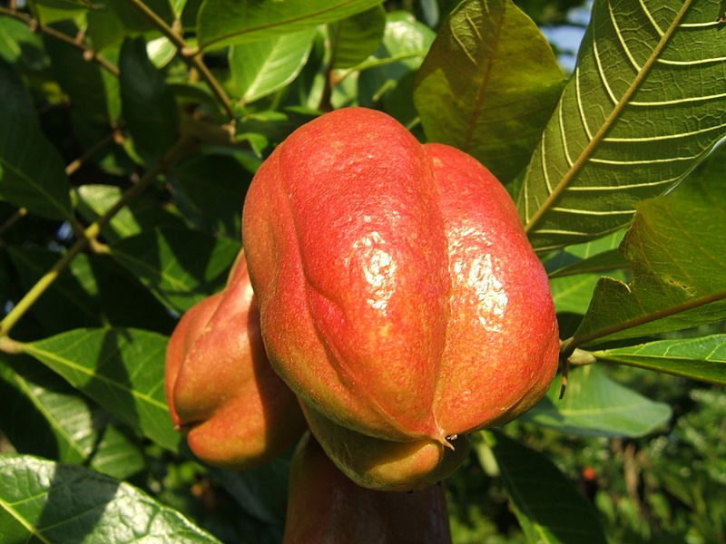 Close-up of ripe, red ackee fruit hanging on a tree, surrounded by green leaves. The fruit's glossy, bright red skin is prominently featured, and its unique, kidney-like shape is clearly visible against the lush foliage.