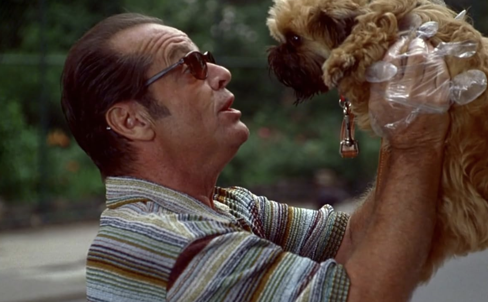 A man wearing sunglasses and a striped shirt is holding up a small, fluffy dog. He is looking intently at the dog, which is wearing a collar. The man's hands are covered with clear plastic gloves. The background is blurry, showing greenery and a pathway.