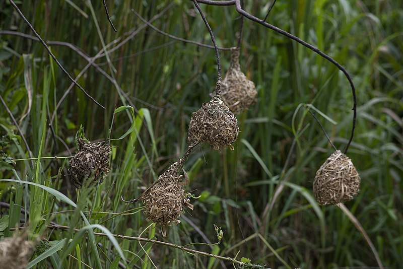 A cluster of intricately woven bird nests hang from the branches of a tree surrounded by tall green grass. The nests are round and made from twigs and grass, blending into the natural environment.