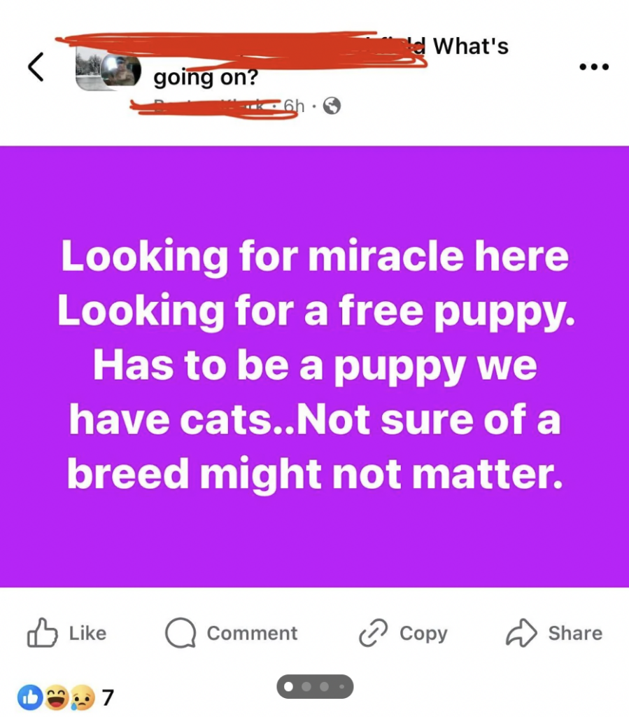 A Facebook post with a purple background and white text reading, "Looking for miracle here. Looking for a free puppy. Has to be a puppy we have cats..Not sure of a breed might not matter." Reaction emojis and engagement buttons (like, comment, share) are visible below the post.