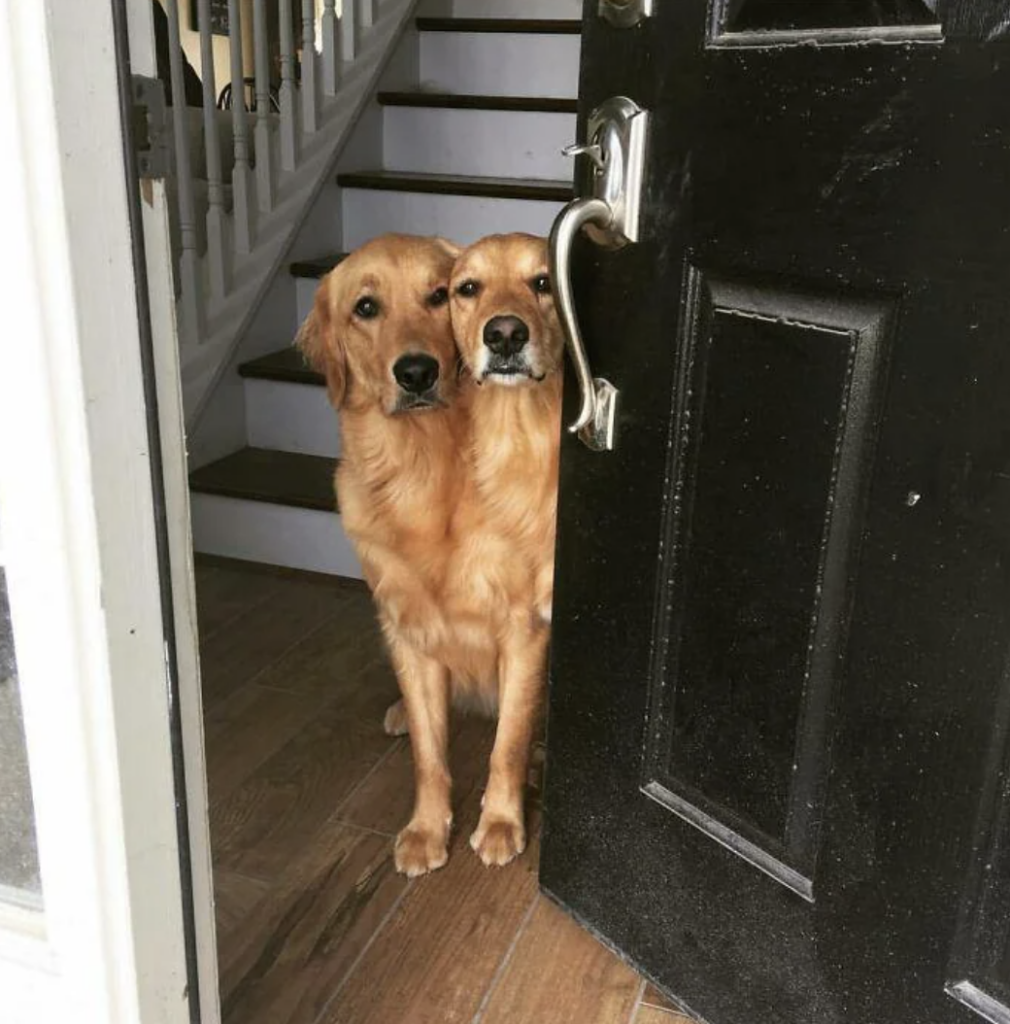 Two golden retrievers stand closely together by a slightly open black door. They are peeking out, with an inquisitive expression on their faces, and appear to be keenly observing something outside. The scene is set in a home with wooden stairs in the background.