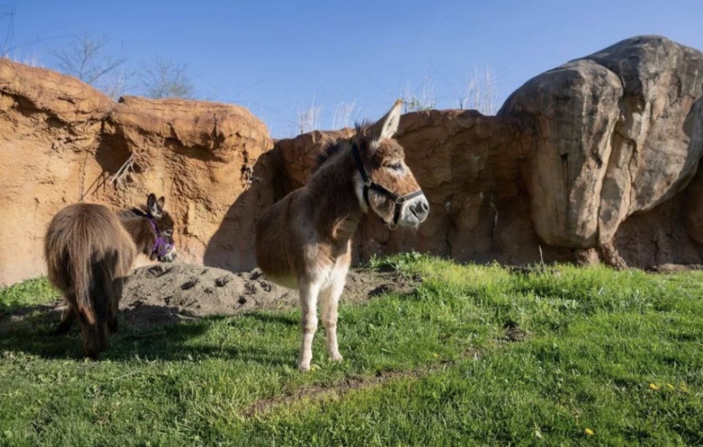 Two donkeys standing on green grass in an outdoor enclosure with a rocky background under a clear blue sky. One donkey has light brown and white fur with a rope halter, while the other has dark brown fur with a purple halter.