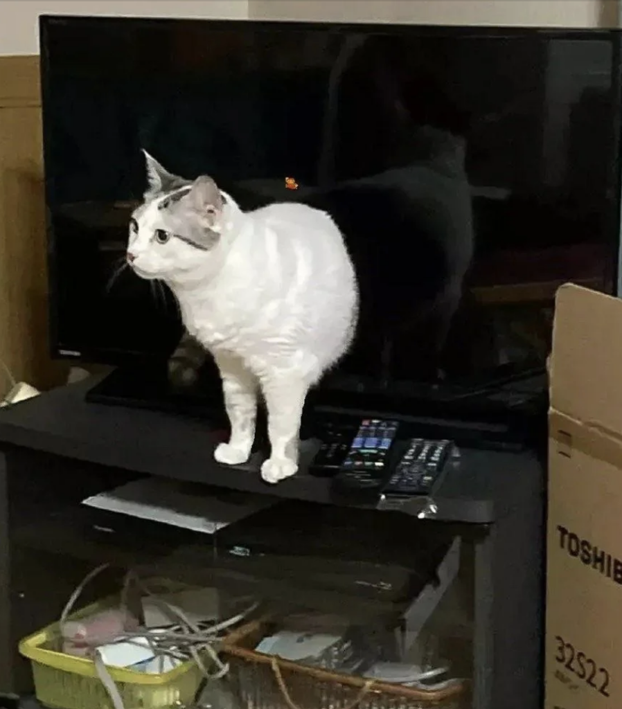 A white and gray cat stands on the edge of a table in front of a flat-screen TV. The table also holds several remote controls and some paperwork. Next to the table is a cardboard box with the label "TOSHIBA".