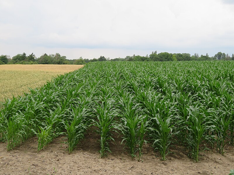 A field with rows of green corn plants growing neatly, extending into the distance. The sky is overcast, and trees can be seen along the horizon, bordering the field. To the left, there is a section of another crop that appears to be wheat.