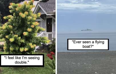 On the left, a bush with flowers that resemble lightbulbs in front of a house. Caption: "I feel like I'm seeing double." On the right, a ship appears to levitate above the ocean due to a mirage. Caption: "Ever seen a flying boat?