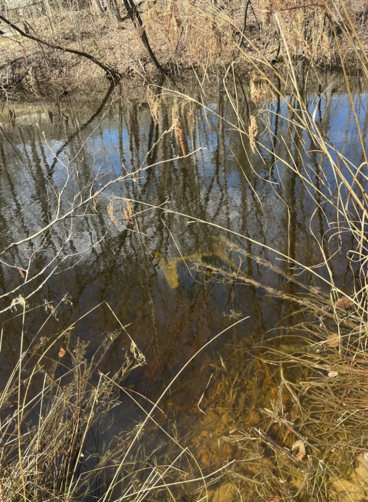 A calm pond with clear, reflective water showing the sky and bare tree branches mirrored on the surface. Dry grasses and branches protrude from the edges, creating a natural, serene atmosphere.