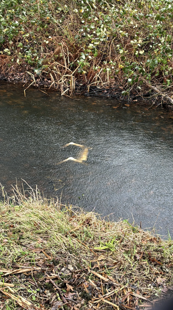 A dog swims in a narrow creek surrounded by grass and bushes, with only its head and part of its back visible above the water. The scene is set outdoors on a cloudy day.