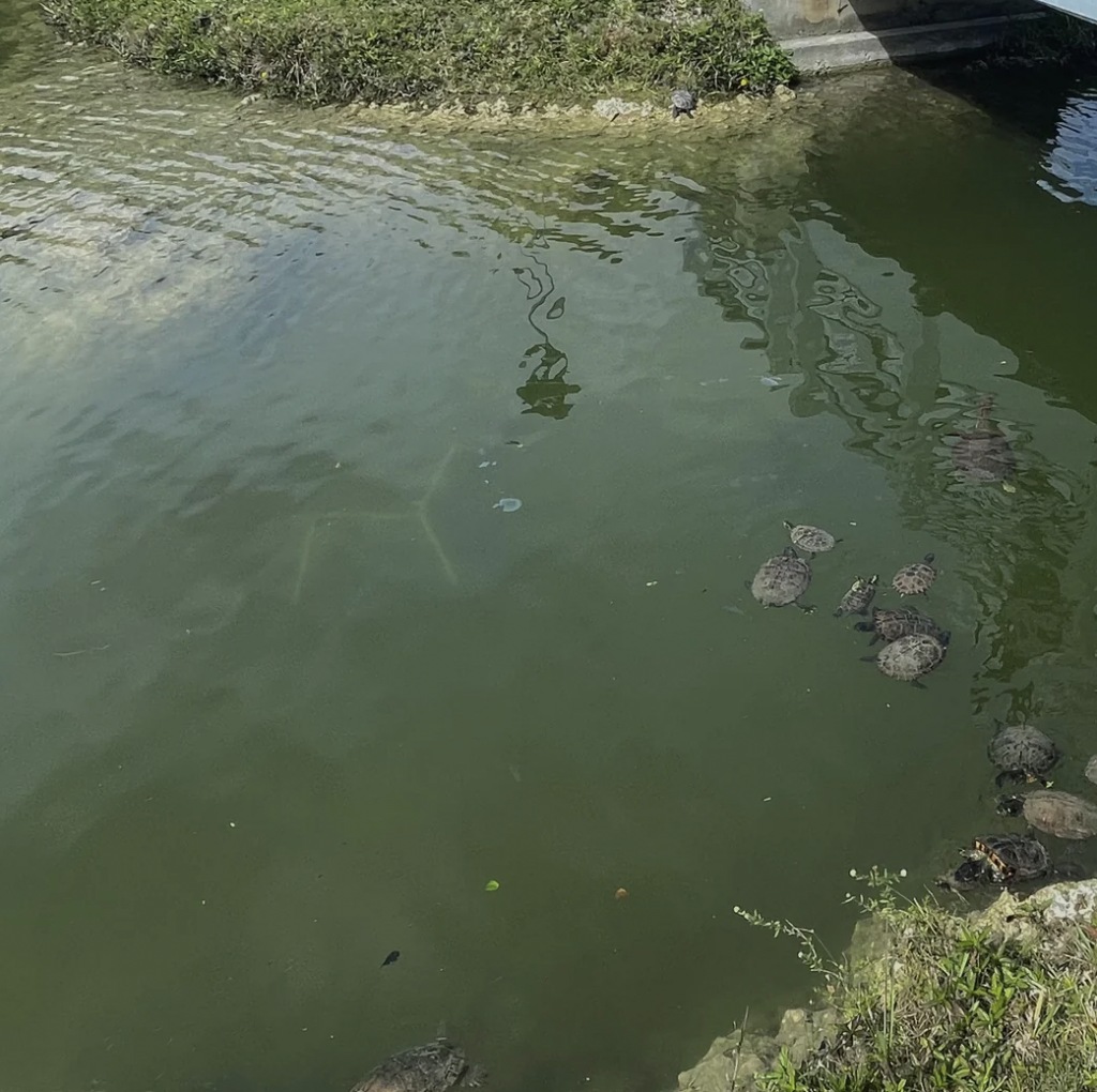 A group of turtles swim in a greenish pond near a small island covered with vegetation. Some turtles are closer to the edge of the water, while others are swimming further away. A partially visible concrete structure extends into the water on the right.