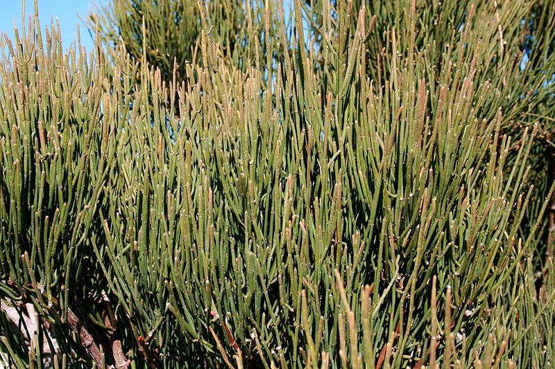 Close-up of green, stick-like stems of a plant, possibly a type of succulent or cactus, densely packed and reaching upwards. The background shows more of the same plant under a clear blue sky.