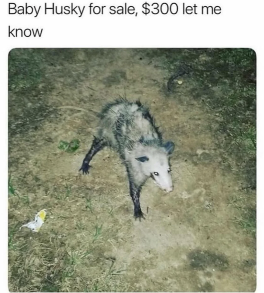 A caption above the image reads, "Baby Husky for sale, $300 let me know." The image itself shows a possum standing on a dirt and grass area at night, humorously misidentified as a husky.