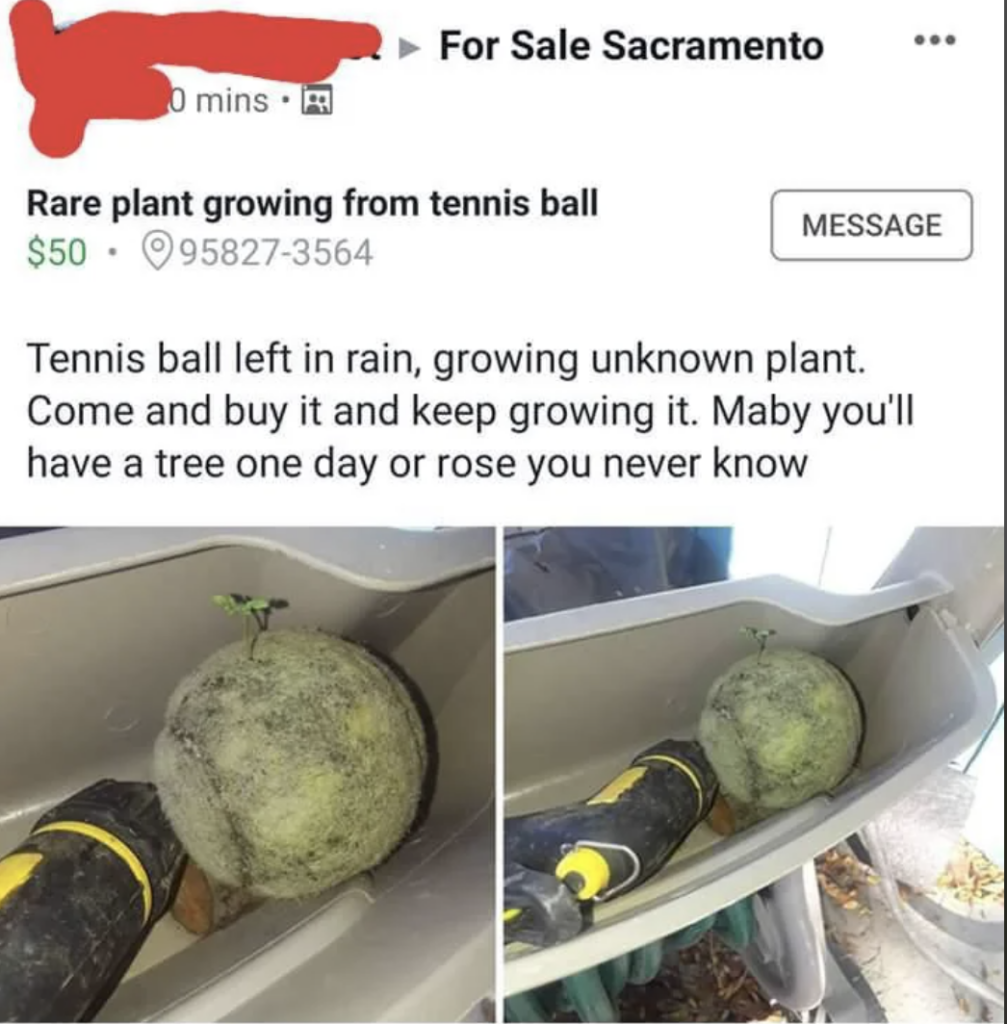 A Facebook marketplace listing titled "Rare plant growing from tennis ball." The listing shows a tennis ball with a small plant growing out of it, placed in a plastic bin beside a flashlight. The price is $50, and the seller's number is partially visible.