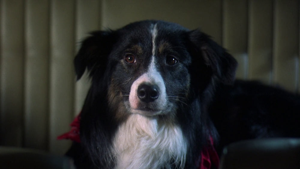 A black and white dog with a white stripe on its face and a red bandana around its neck gazes calmly at the camera while sitting against a beige, padded background.