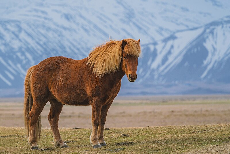 A brown Icelandic horse with a thick, tousled mane stands on grassy terrain. Snow-capped mountains and a cloudy sky form the stunning backdrop, capturing the natural beauty of the scene.