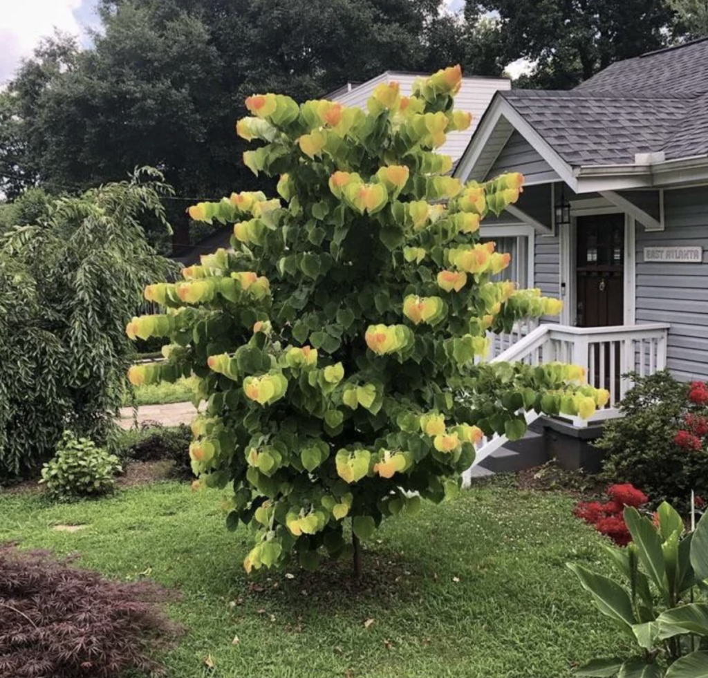 A small tree with bright yellow and green leaves stands in a neatly maintained yard in front of a light gray house. The tree has a conical shape and the lush grass below it is dotted with red flowers. A porch and a partial view of the house are visible in the background.