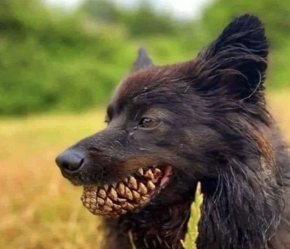 A black dog is standing outdoors on grass, with a pinecone perfectly positioned in its mouth. The positioning creates an illusion that the dog's teeth are large, sharp, and made of the pinecone's scales. Greenery is visible in the blurry background.