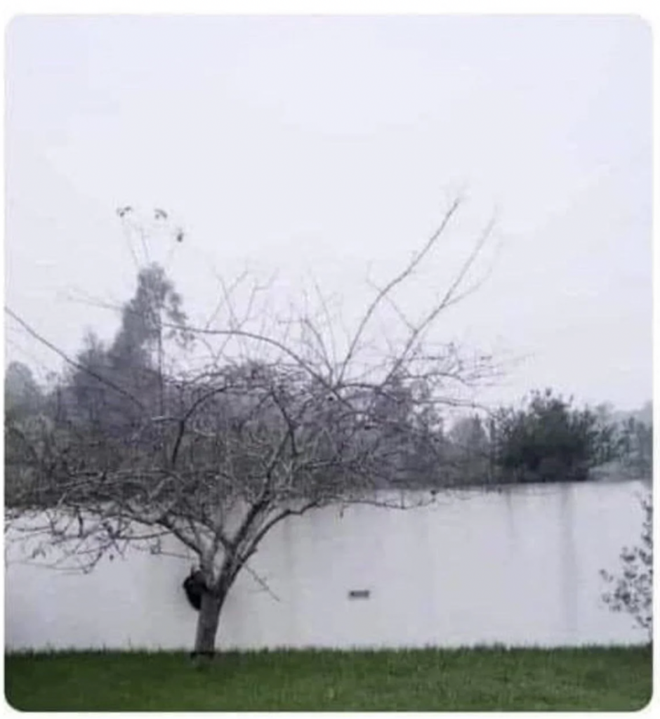 A bare tree stands in front of a white wall on a foggy day. The ground is covered with green grass, and some distant trees are visible in the hazy background. The overall scene appears bleak and serene.