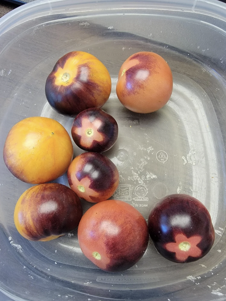 A plastic container holds eight tomatoes with unique coloring. Some tomatoes are predominantly orange, while others have a blend of dark purple and orange hues, with star-shaped patches of orange. The colorful pattern makes each tomato appear distinct.