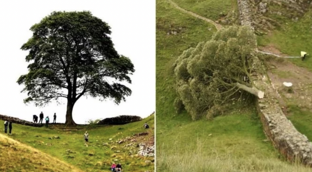 A side-by-side comparison shows a famous, large tree atop a grassy hill with people around it on the left, and the same tree felled and lying on the ground on the right. A stone wall runs near the tree in both images.