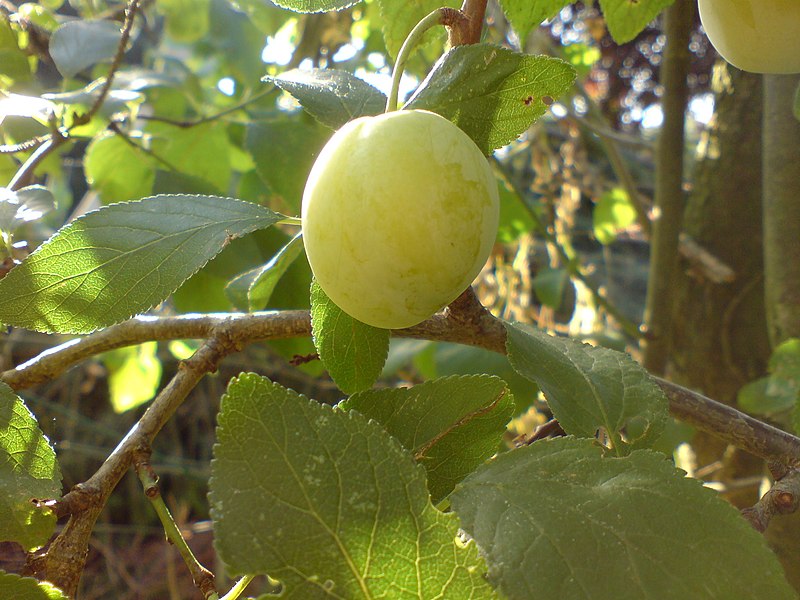 A close-up image of a light green plum hanging from a tree branch surrounded by green leaves. Sunlight filters through the foliage, casting a natural glow over the fruit and leaves. The setting appears to be a sunny day in an outdoor garden or orchard.