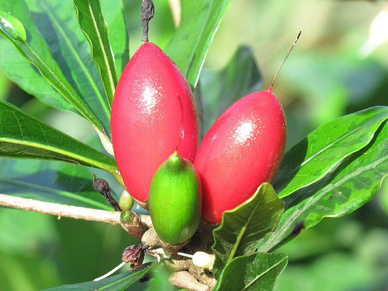 Close-up of three miracle fruit berries on a plant, with two red, ripe berries and one green, unripe berry. The berries are surrounded by glossy green leaves. The background is blurry foliage.