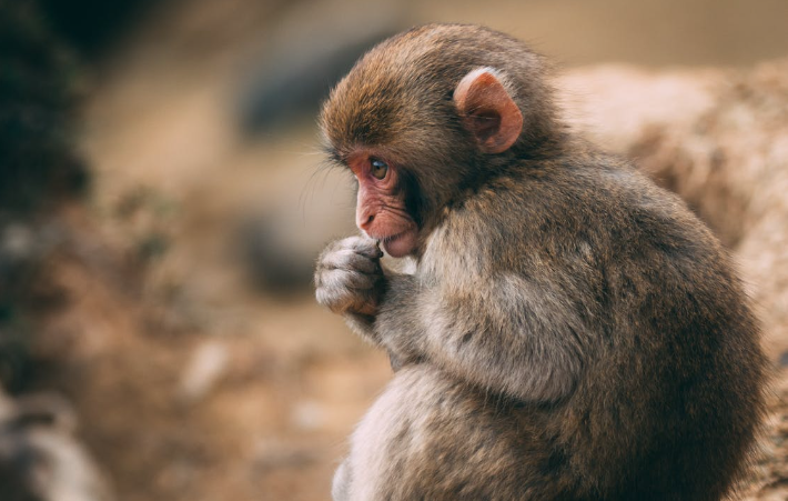 A young macaque with soft brown fur sits on the ground, looking pensive. It holds its small hands near its mouth as if contemplating something. The background is blurred, highlighting the macaque’s thoughtful expression.