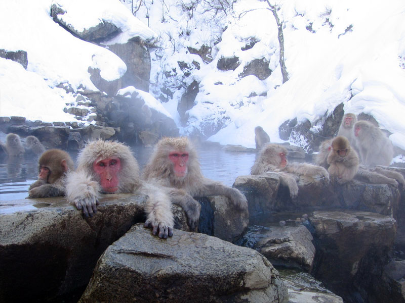 Snow monkeys relax in a hot spring surrounded by snow-covered rocks and trees. Several monkeys are soaking in the warm water, while others rest on the rocky edges, appearing calm and tranquil in the serene winter setting.