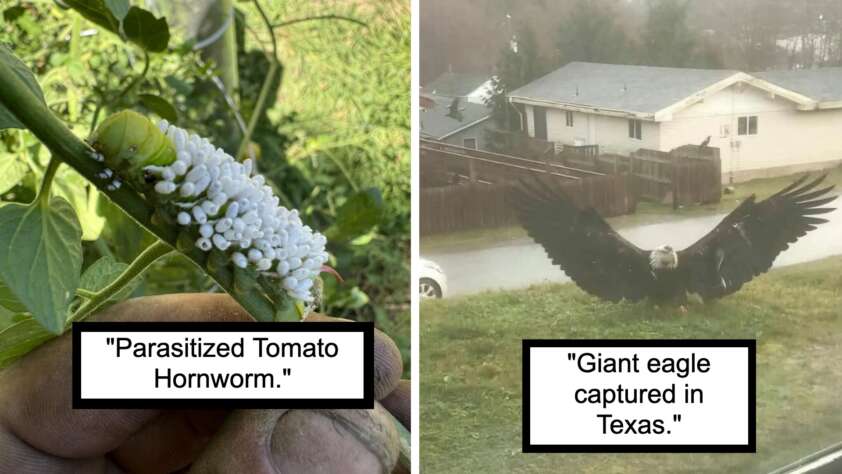 On the left, a close-up of a tomato hornworm with white parasitoid larvae on its back. On the right, a giant eagle with wings spread wide on grassy ground near houses in a residential area, with the caption "Giant eagle captured in Texas.