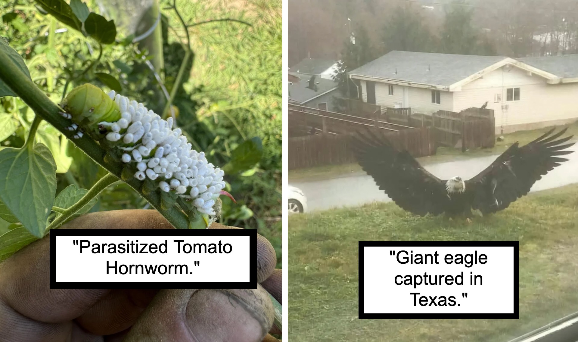 On the left, a close-up of a tomato hornworm with white parasitoid larvae on its back. On the right, a giant eagle with wings spread wide on grassy ground near houses in a residential area, with the caption "Giant eagle captured in Texas.