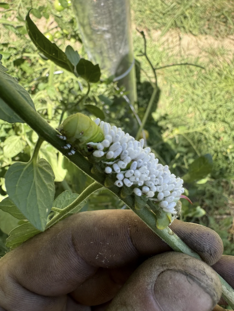 A close-up of a person's gloved hand holding a green tomato hornworm caterpillar covered in white cocoons from parasitic braconid wasps. The caterpillar is on a green plant stem, with leaves and grass visible in the background.