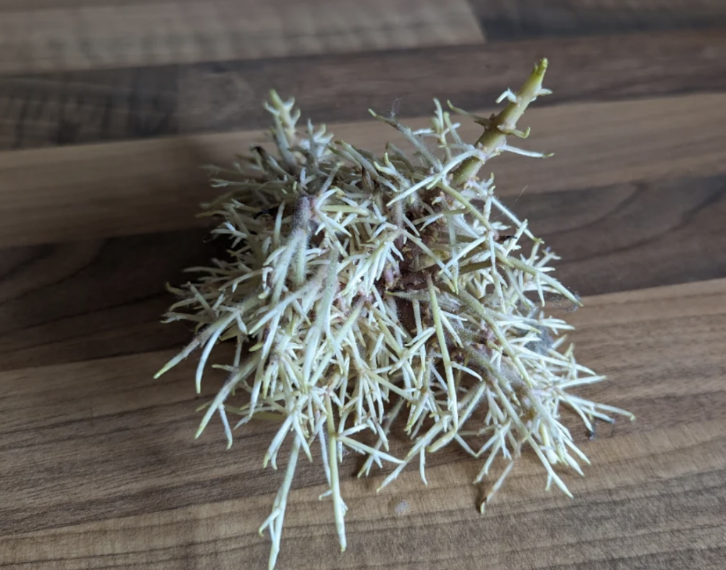 A bundle of light-colored roots with fine, spiky offshoots lies on a wooden surface. The roots appear fibrous and tangled. The wood grain is visible, adding texture to the background.