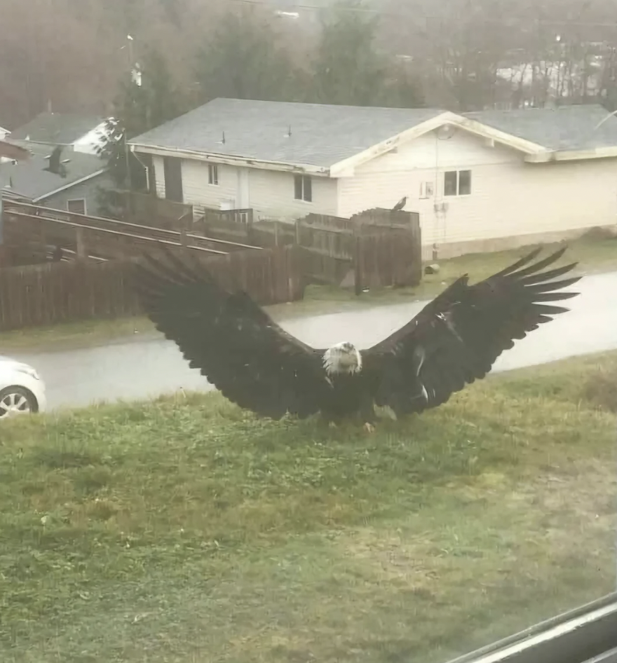 A bald eagle with wings outstretched stands on a grassy patch in front of a house. The background features a residential street with parked cars and houses on a misty day.