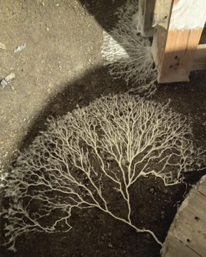 A network of white fungal mycelium spreads across dark soil in what appears to be an indoor setting. The intricate web of threads extends towards a wooden structure on the right, creating a visually striking pattern on the ground.