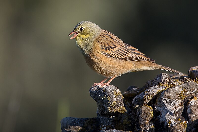 A small bird with a yellow face and breast, and brown and black striped wings, perched on a rock. Its beak is open, and it is looking to the left. The background is blurred, emphasizing the bird's detailed features and vibrant colors.