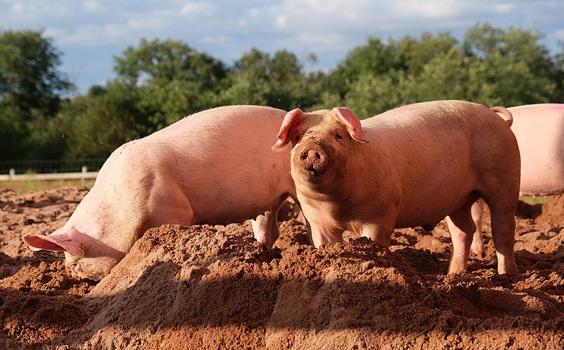 Two pigs in a muddy outdoor area. One pig faces the camera, its snout covered in dirt, while the other pig beside it digs in the mud with its head down. The background features trees and a cloudy sky.