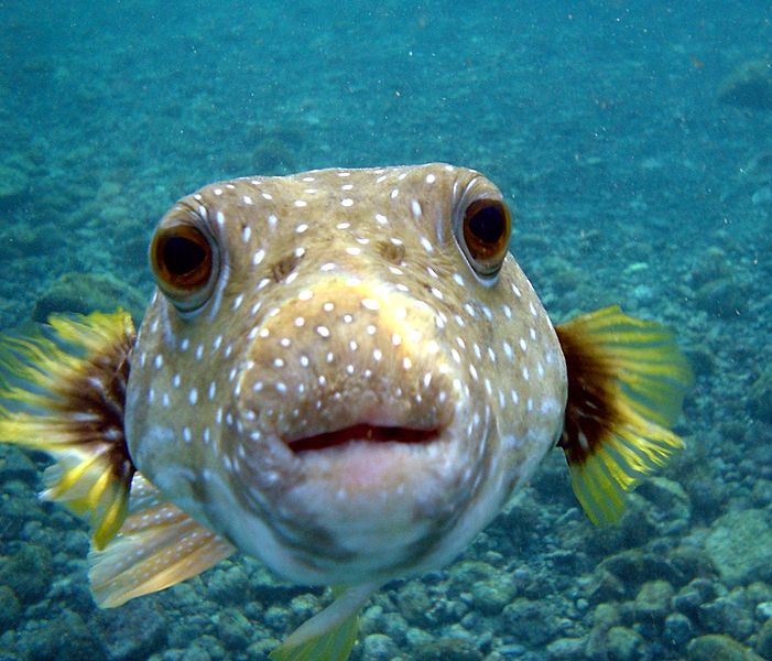 Close-up of a pufferfish underwater facing the camera. The pufferfish has a spotted light brown body, large round eyes, and small yellowish fins. The background shows a rocky seabed.