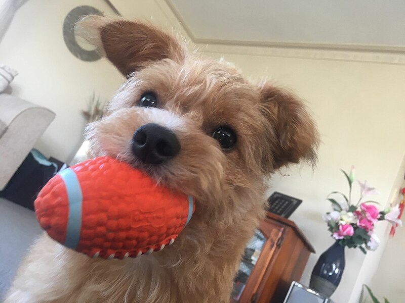 A small, fluffy dog holds an orange, textured football-shaped toy in its mouth. The dog sits in a cozy, beige living room that has a vase of flowers on a piece of furniture in the background. The dog looks toward the camera with bright, curious eyes.