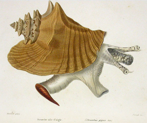 Illustration of a Strombus gigas, also known as the queen conch. The image shows the conch's large, spiraled shell with a flared opening. The conch's soft body, protruding from the shell, has two long eyestalks and a short trunk-like structure.