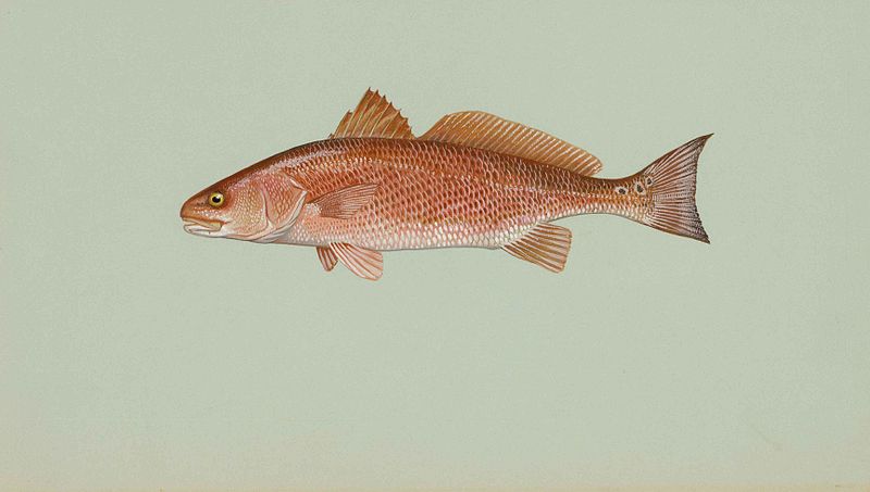 Illustration of a red drum fish against a plain light green background. The fish has a reddish-brown body, a distinct dot near its tail, and is shown in a side profile with detailed scales, fins, and a slightly open mouth.