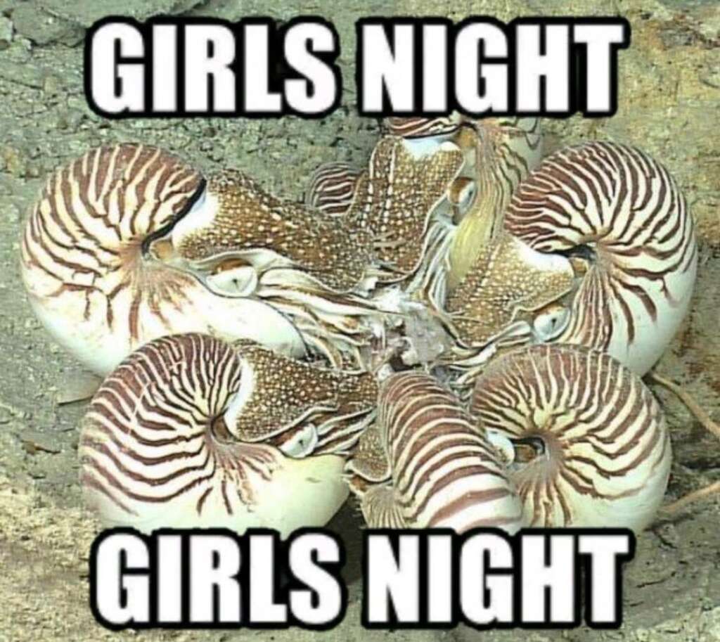 A group of Nautilus sea creatures are clustered together with the text "GIRLS NIGHT" written above and below the image. The text humorously suggests a night out for the sea creatures.