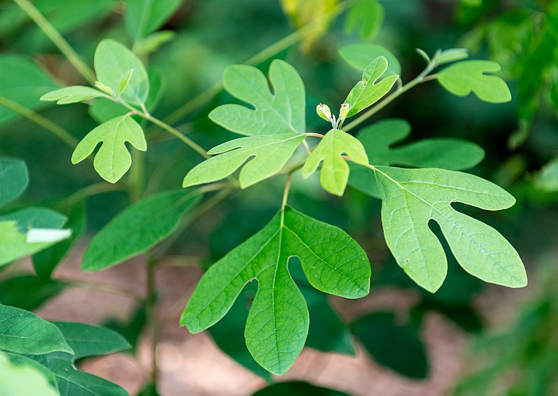 A close-up of green, lobed leaves on a shrub. The leaves have unique, asymmetrical shapes, with some having three rounded lobes. The background is blurred, showcasing more greenery and hints of a natural environment. The light is bright, highlighting the leaf textures.