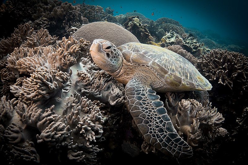 A sea turtle swims over a vibrant coral reef underwater. The turtle's shell and flippers are prominently visible as it glides above the diverse array of corals and marine life. The background is a clear blue ocean, enhancing the vivid colors of the reef.