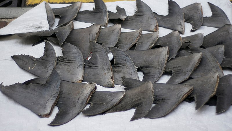 A collection of dried shark fins arranged on a white surface. The fins are dark gray, varying slightly in size, and some have rough, uneven edges. The background has hints of yellow and other colors, suggesting an outdoor setting.