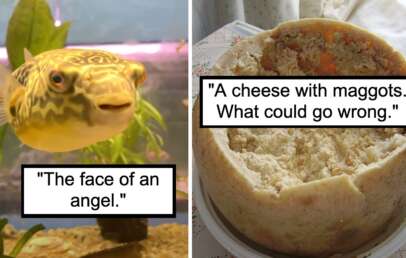 The image shows a split frame. On the left is an aquarium with a pufferfish and the caption "The face of an angel." On the right is a wheel of casu marzu cheese infested with maggots and the caption "A cheese with maggots. What could go wrong.