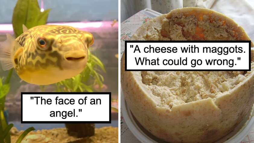 The image shows a split frame. On the left is an aquarium with a pufferfish and the caption "The face of an angel." On the right is a wheel of casu marzu cheese infested with maggots and the caption "A cheese with maggots. What could go wrong.