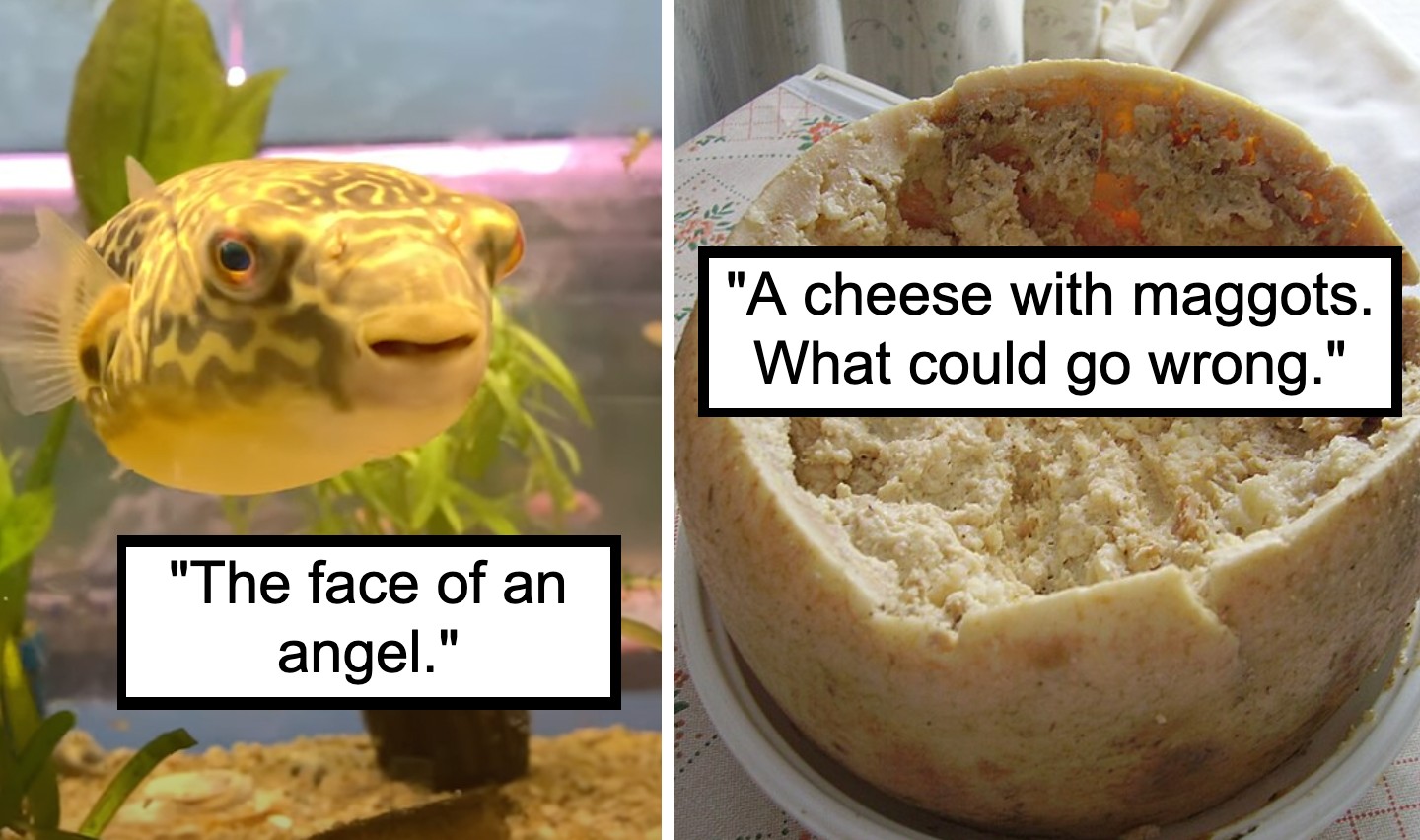 The image shows a split frame. On the left is an aquarium with a pufferfish and the caption "The face of an angel." On the right is a wheel of casu marzu cheese infested with maggots and the caption "A cheese with maggots. What could go wrong.