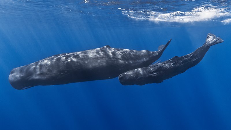 Two sperm whales, an adult and a younger one, swim side by side in the deep blue ocean. Sunlight penetrates the water, creating a beautiful play of light on their bodies. The adult is significantly larger, and their streamlined shapes are visible in the clear water.