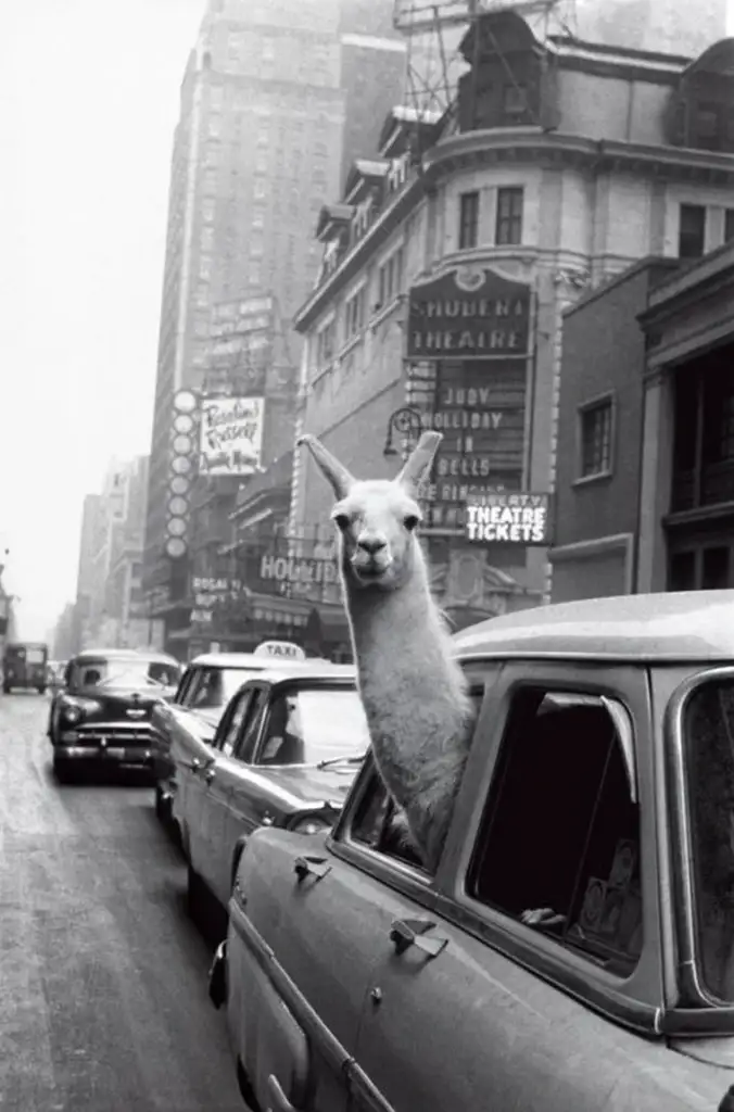 A black and white photo of a llama looking out the window of a car in a busy city street. The streets are lined with tall buildings, featuring various signs and marquees for theaters. Other cars and vintage taxis are visible in the background.