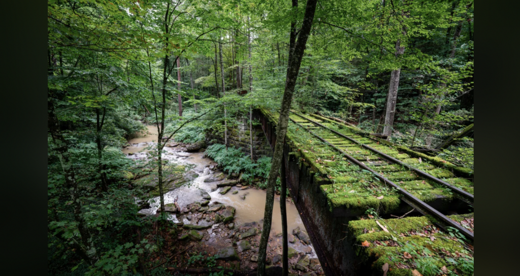 A moss-covered, abandoned railway bridge passes over a narrow, muddy creek. Surrounding the bridge is a dense forest of tall trees and lush green vegetation. The scene captures the serene and untouched nature of the forest.